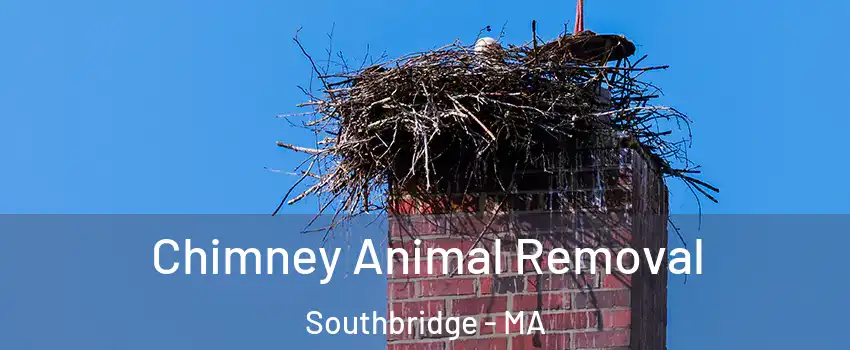  Chimney Animal Removal Southbridge - MA